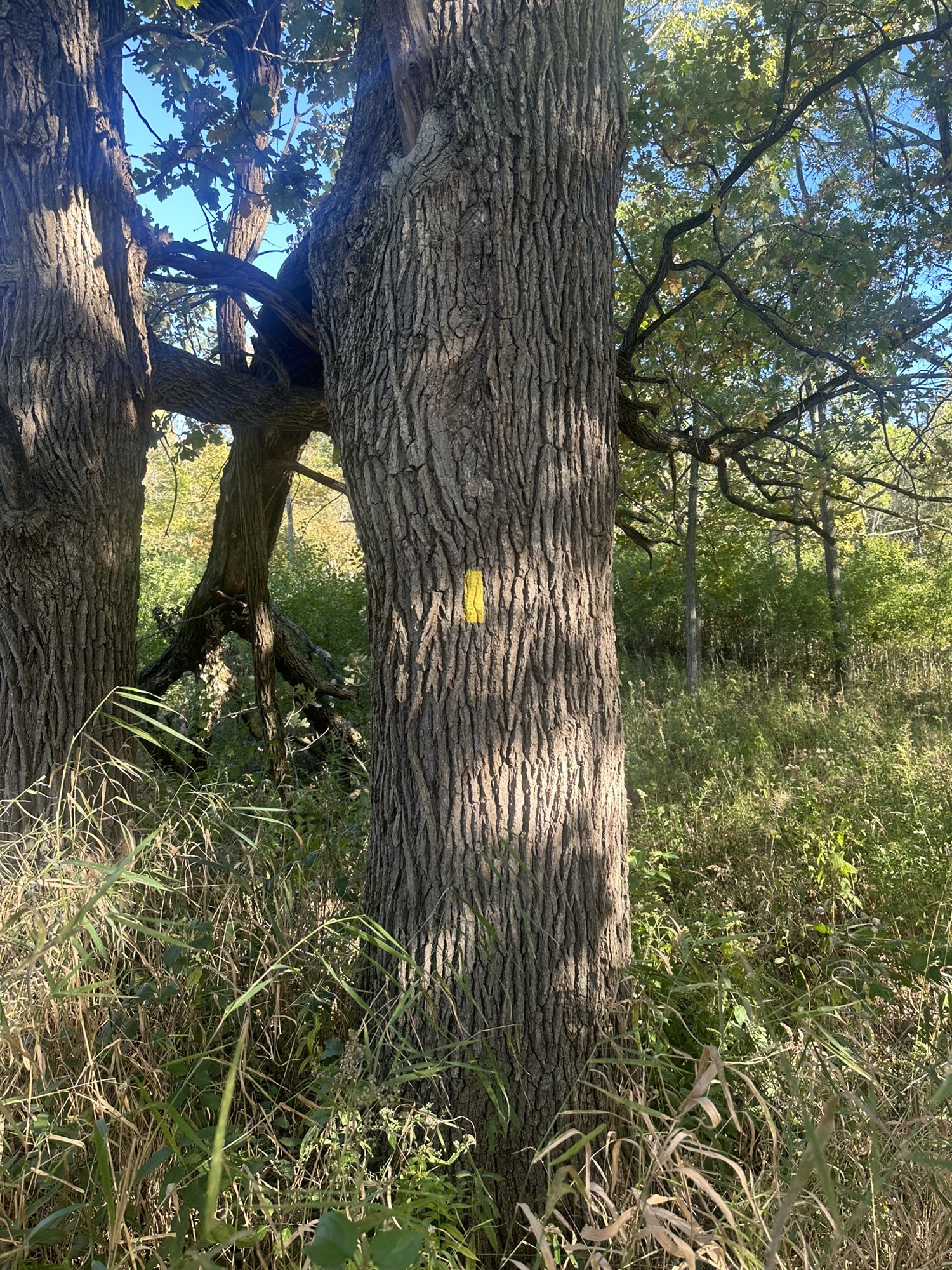 Tree #1, a living burr oak at Lapham Peak