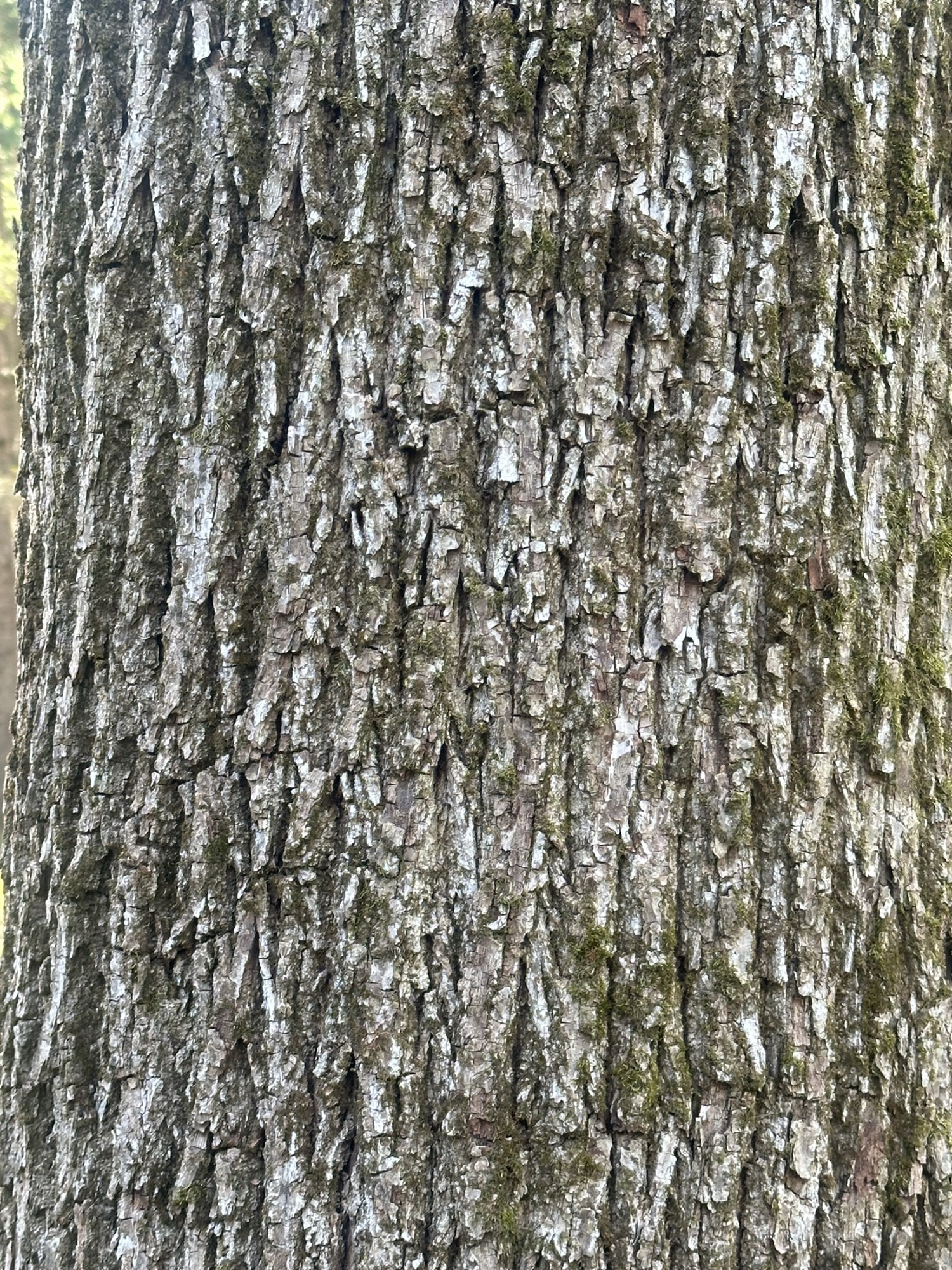Tree #2, a living black walnut at Lapham Peak
