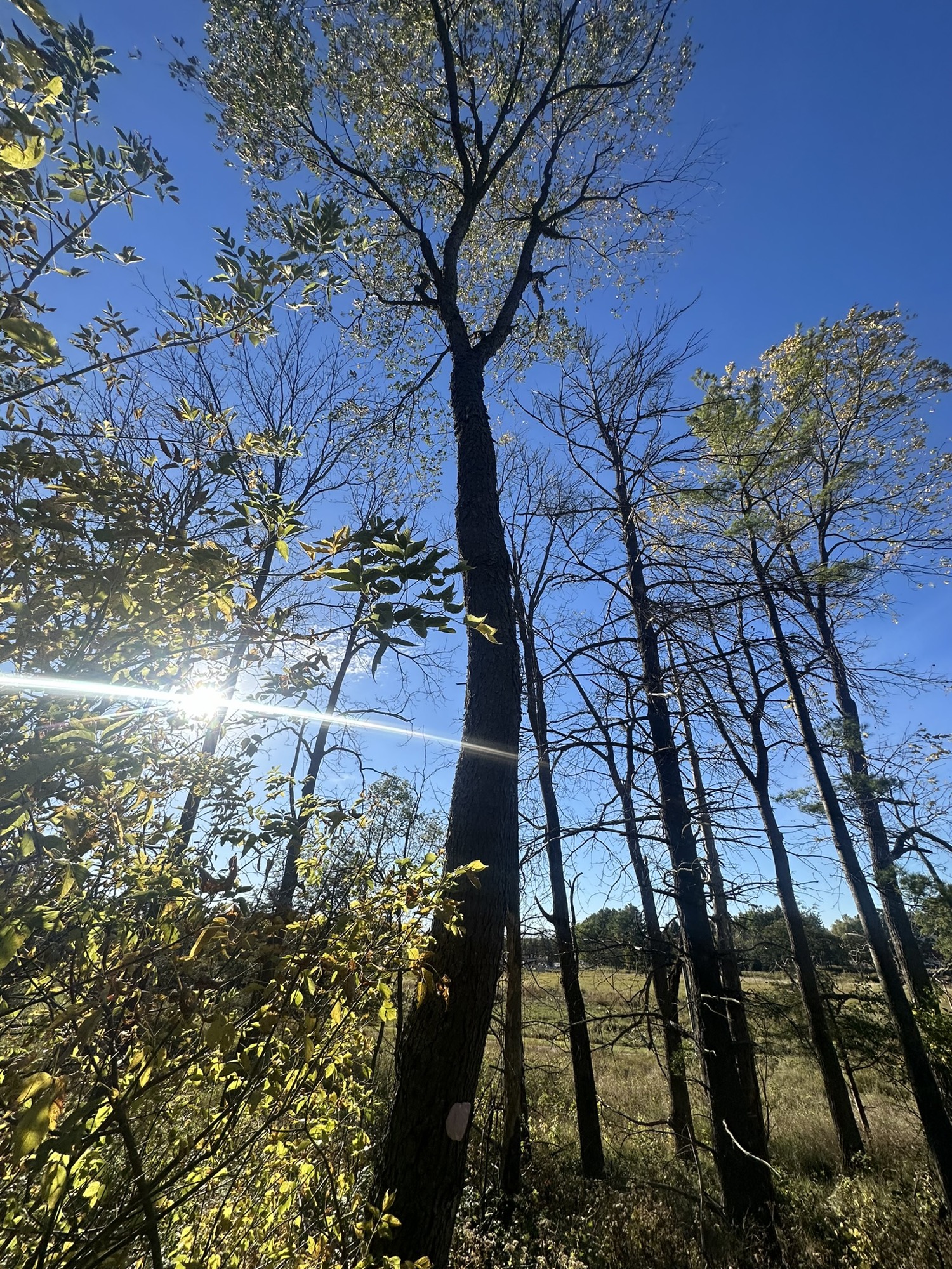 Tree #3, a living cherry at Lapham Peak