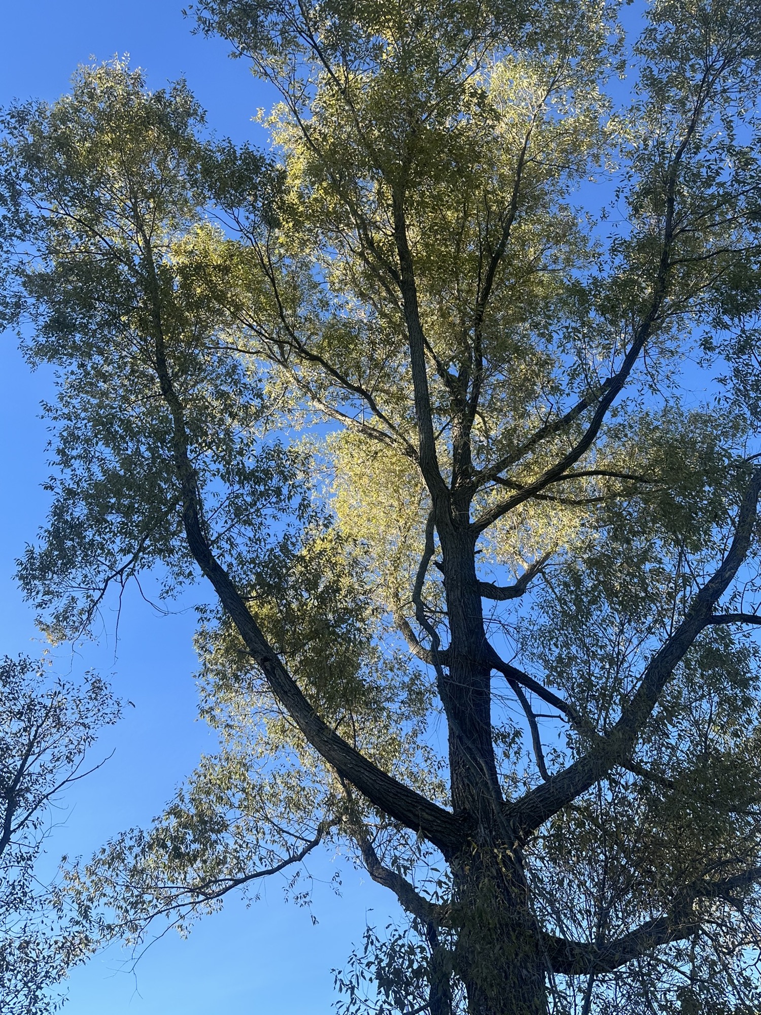 Tree #4, a living willow at Lapham Peak