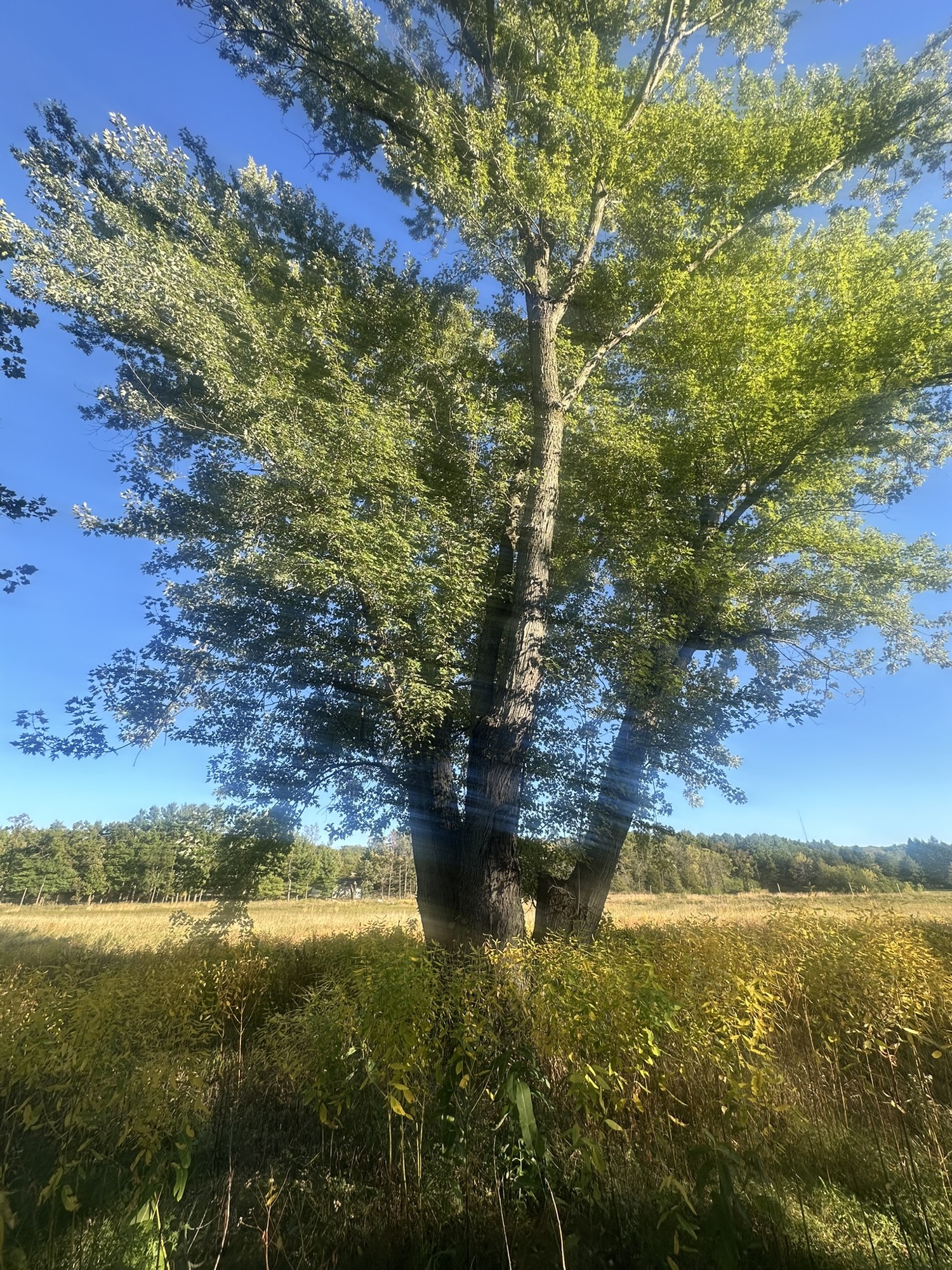 Tree #5, a living maple at Lapham Peak