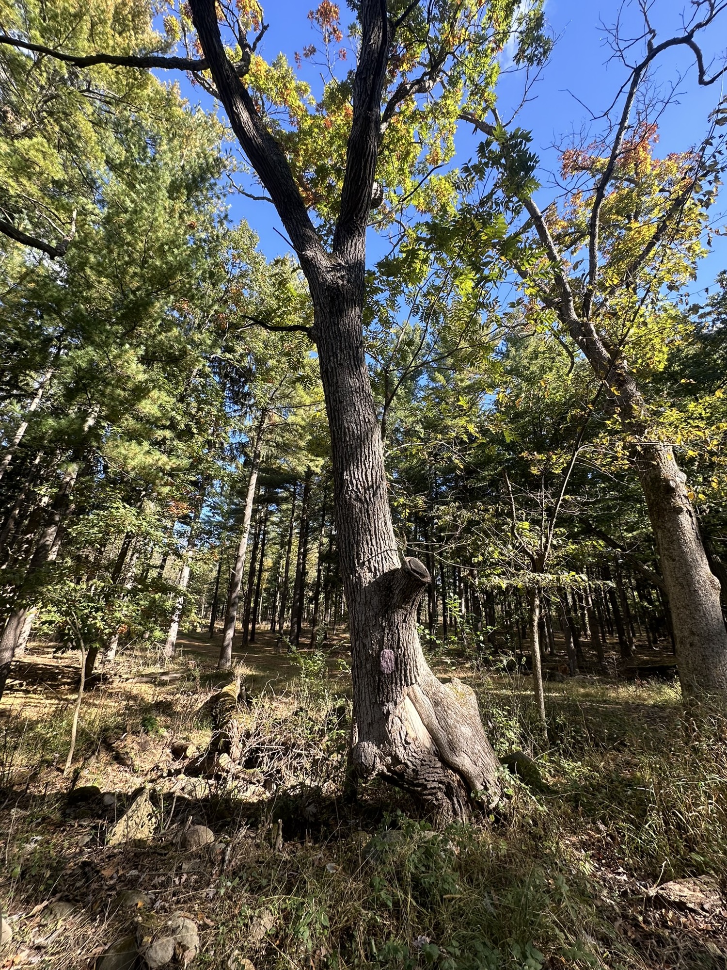 Tree #6, a living oak at Lapham Peak