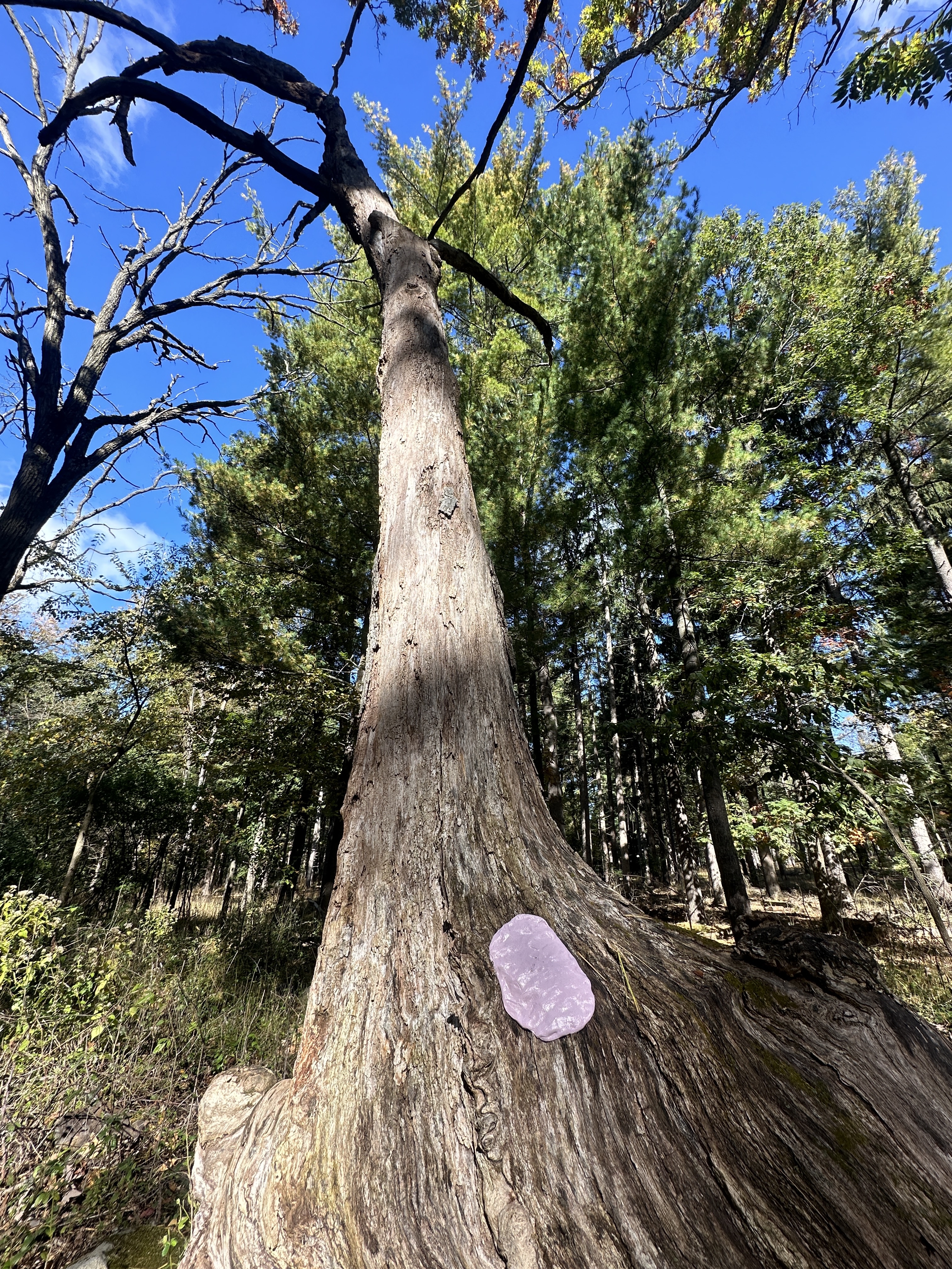 Tree #7, a living trail marker tree at Lapham Peak