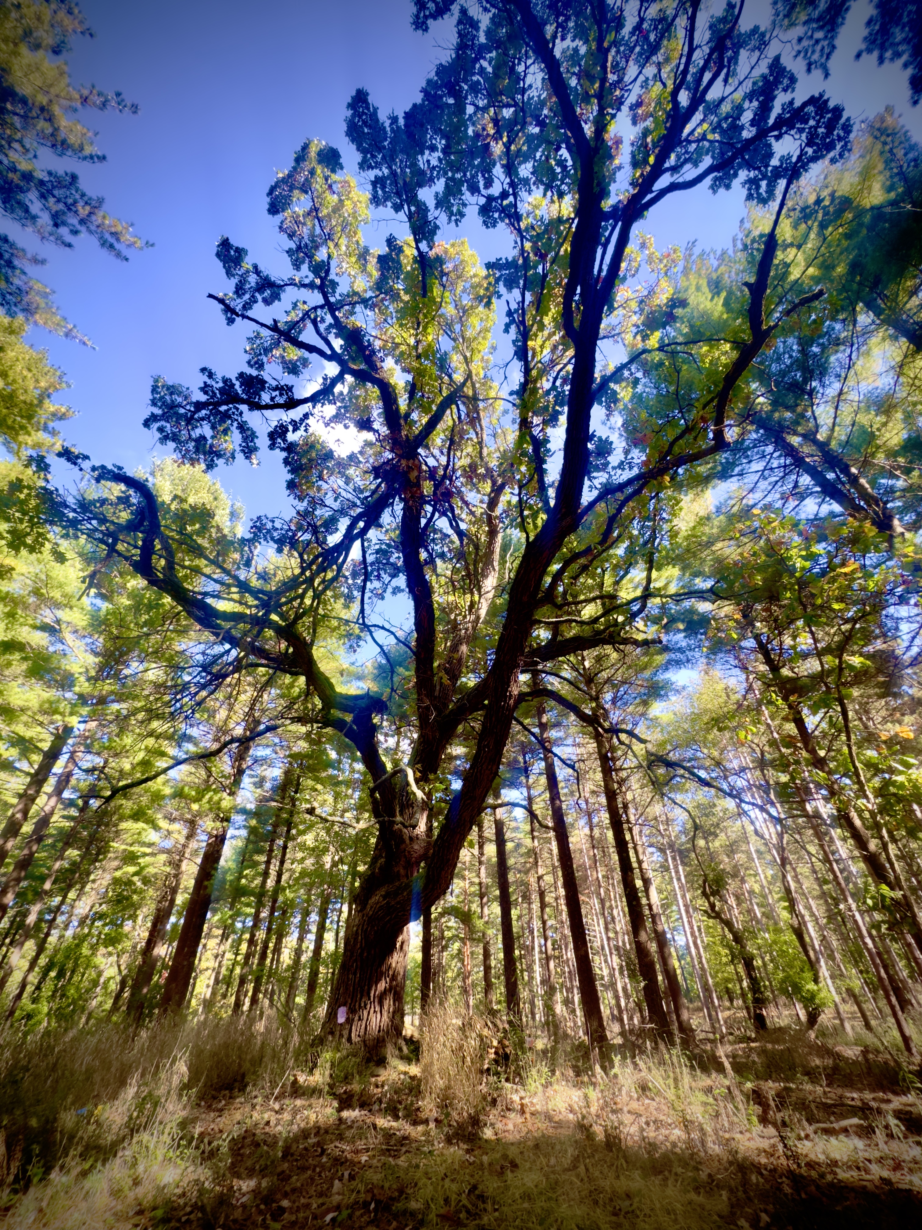 Tree #8, a living oak at Lapham Peak