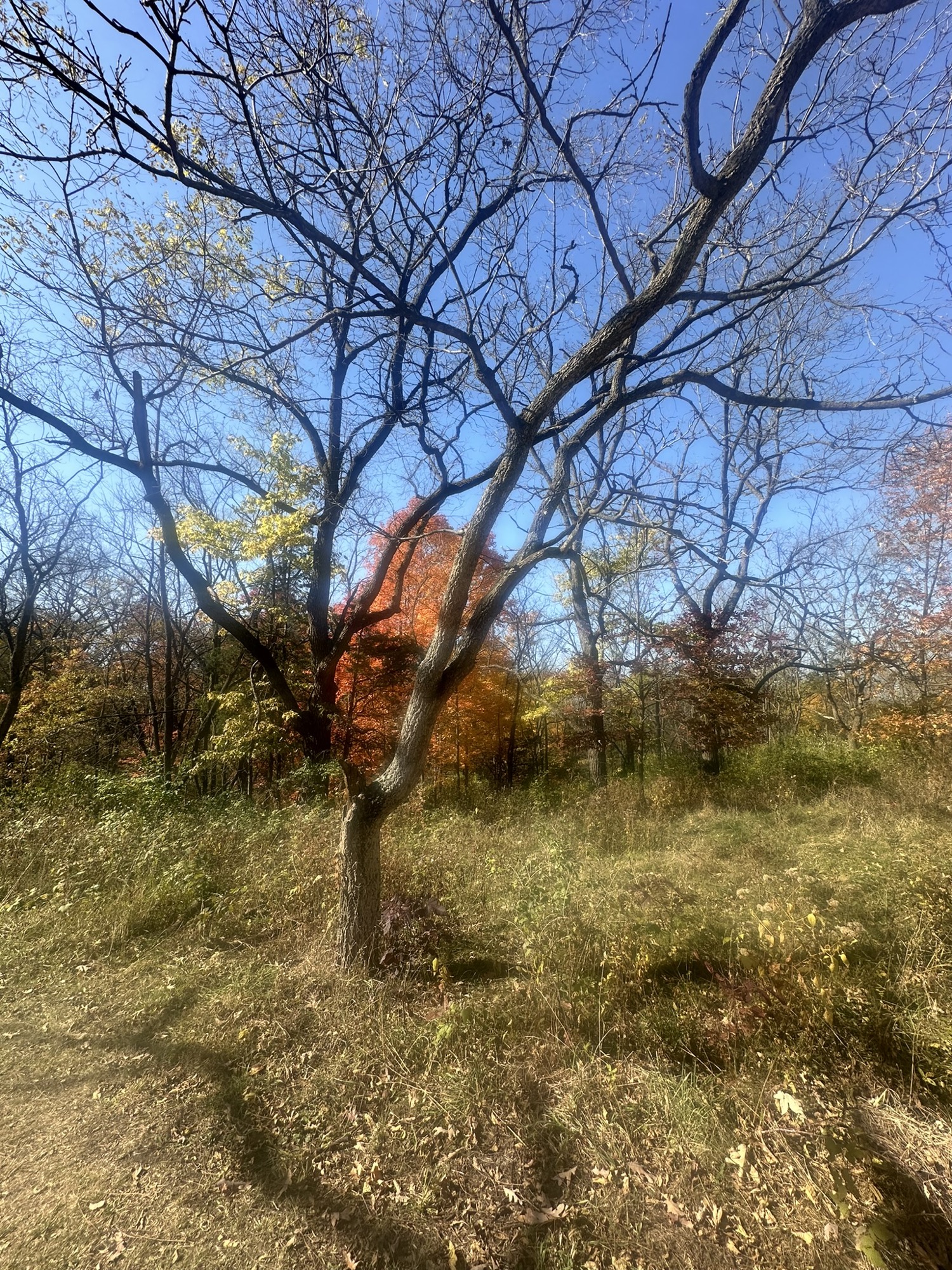 Tree #9, a living cork at Lapham Peak