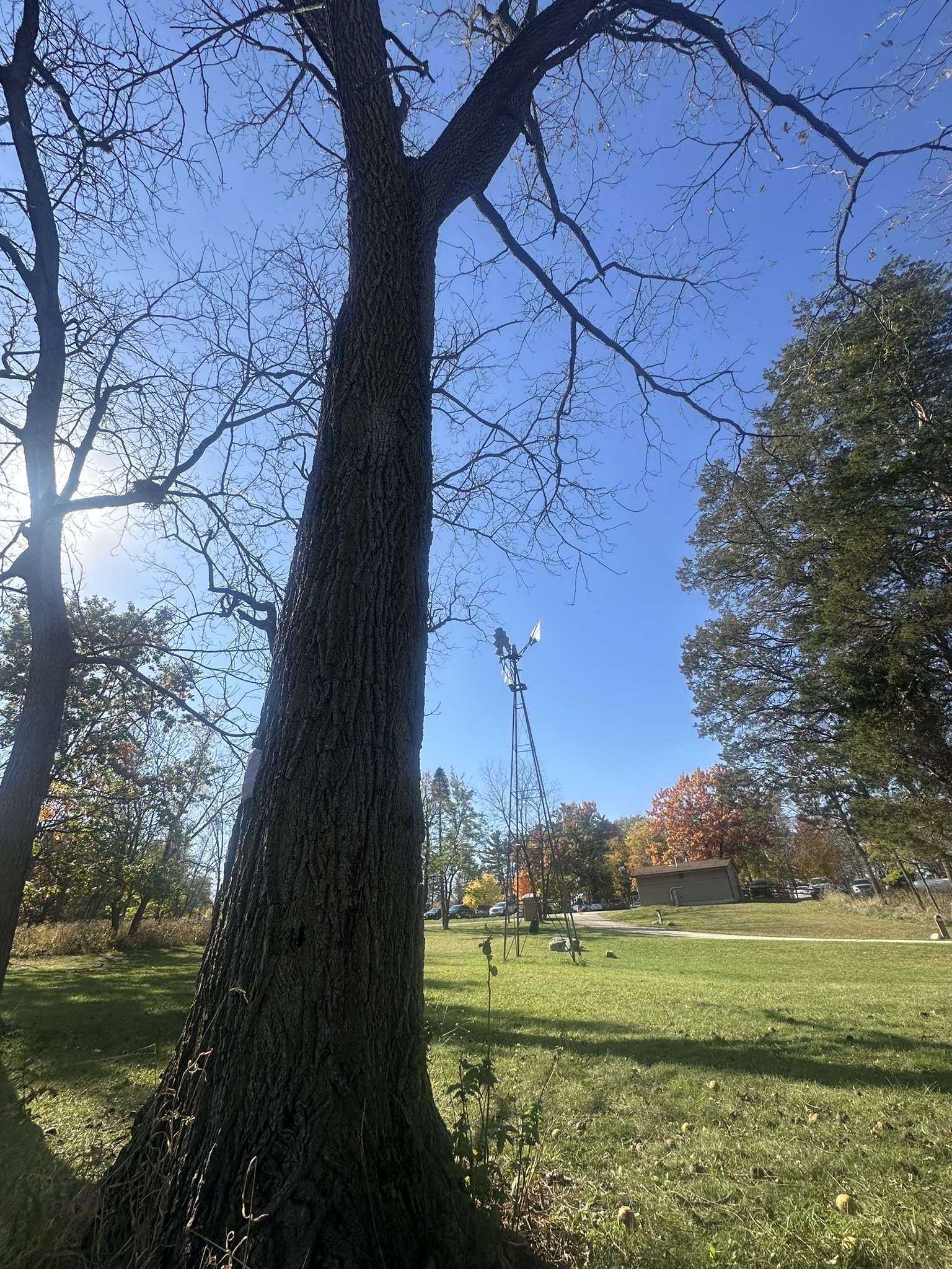 The tall black walnut stands over the mowed park lawn, a windmill visible beyond its high crown.
