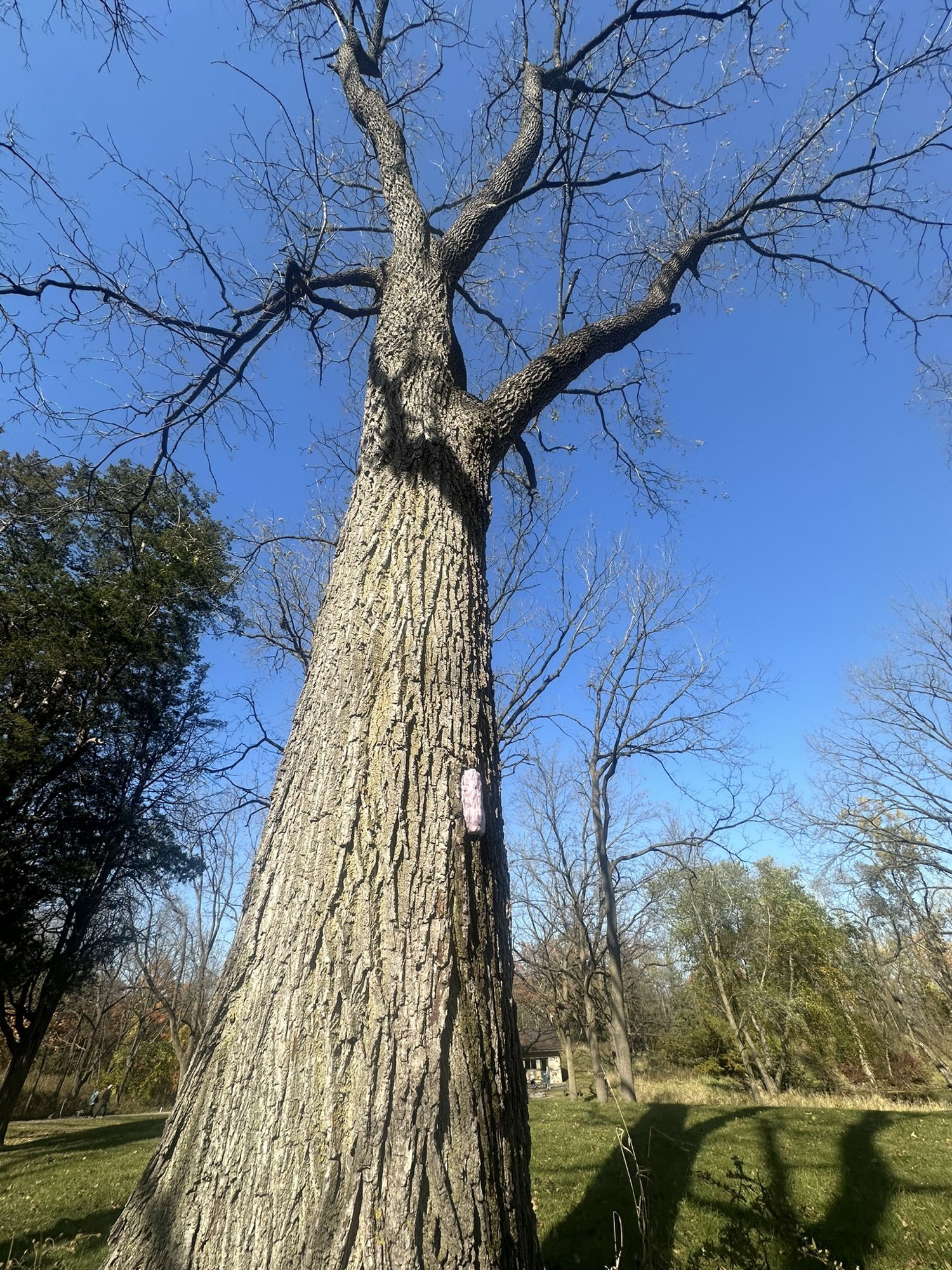 Tree #10, a living black walnut at Lapham Peak
