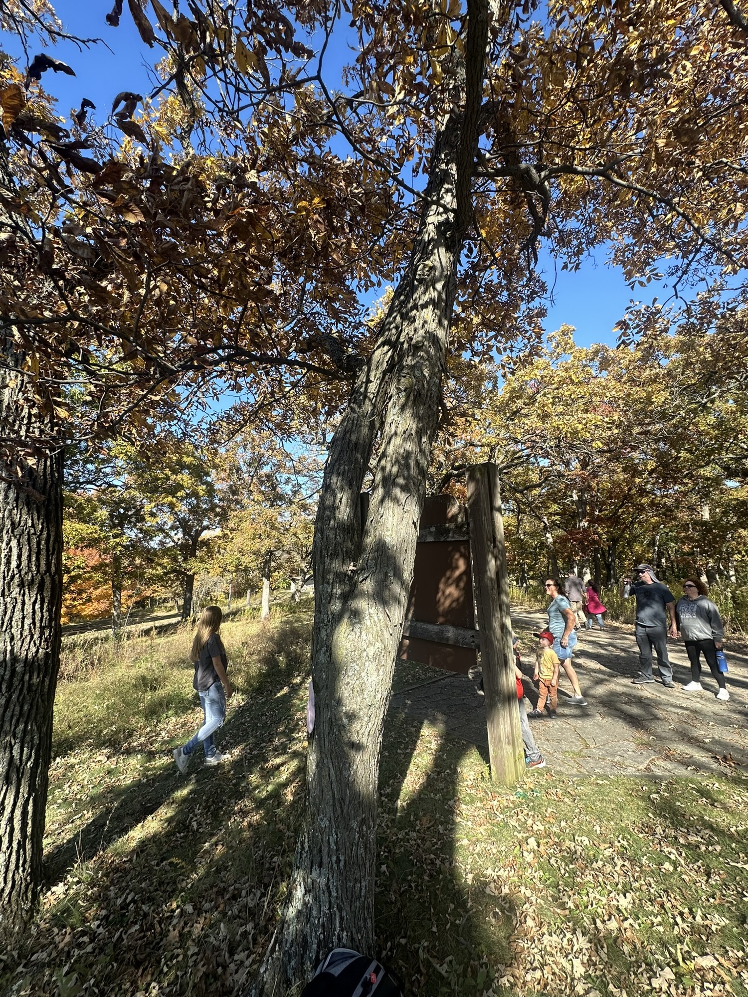 Tree #11, a living hickory at Lapham Peak