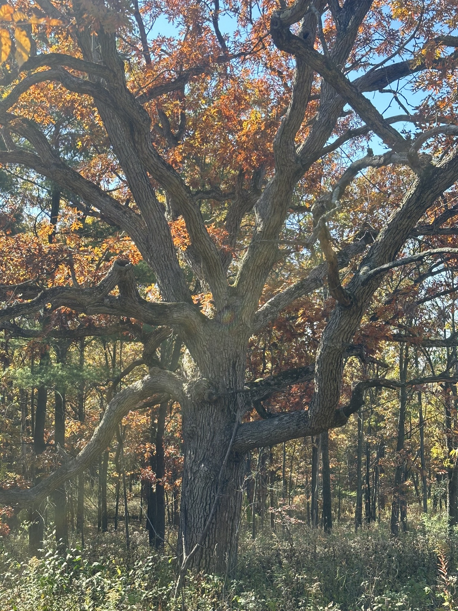 Tree #12, a living oak at Lapham Peak