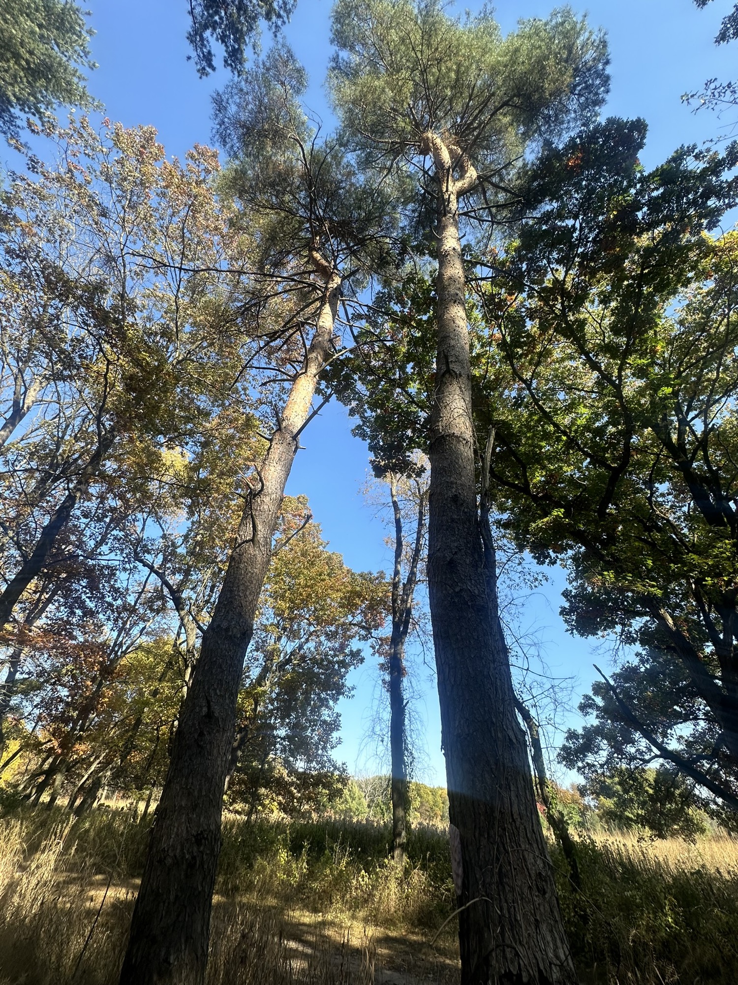 Tree #13, a living red pine at Lapham Peak