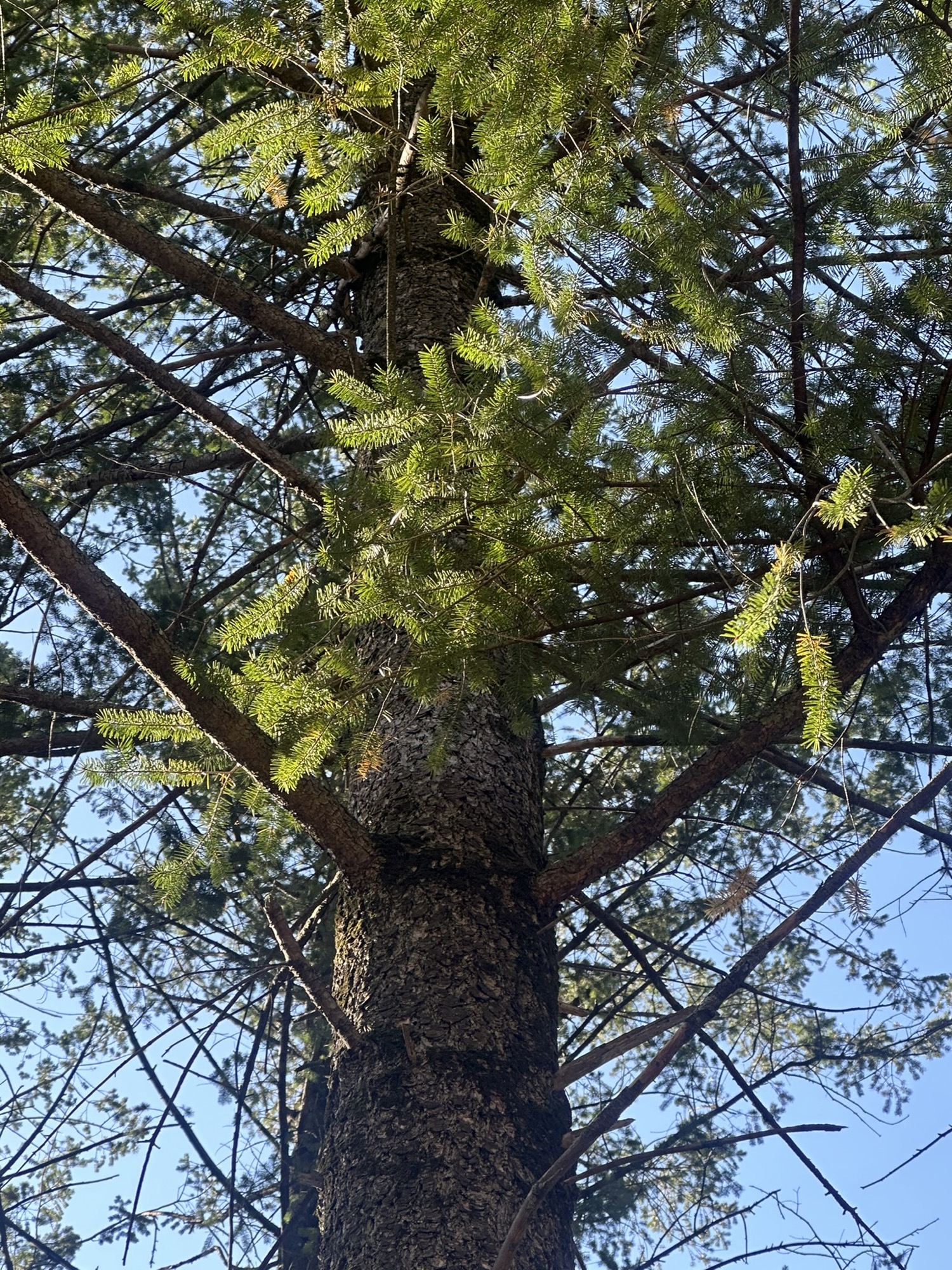 Tree #14, a living spruce at Lapham Peak