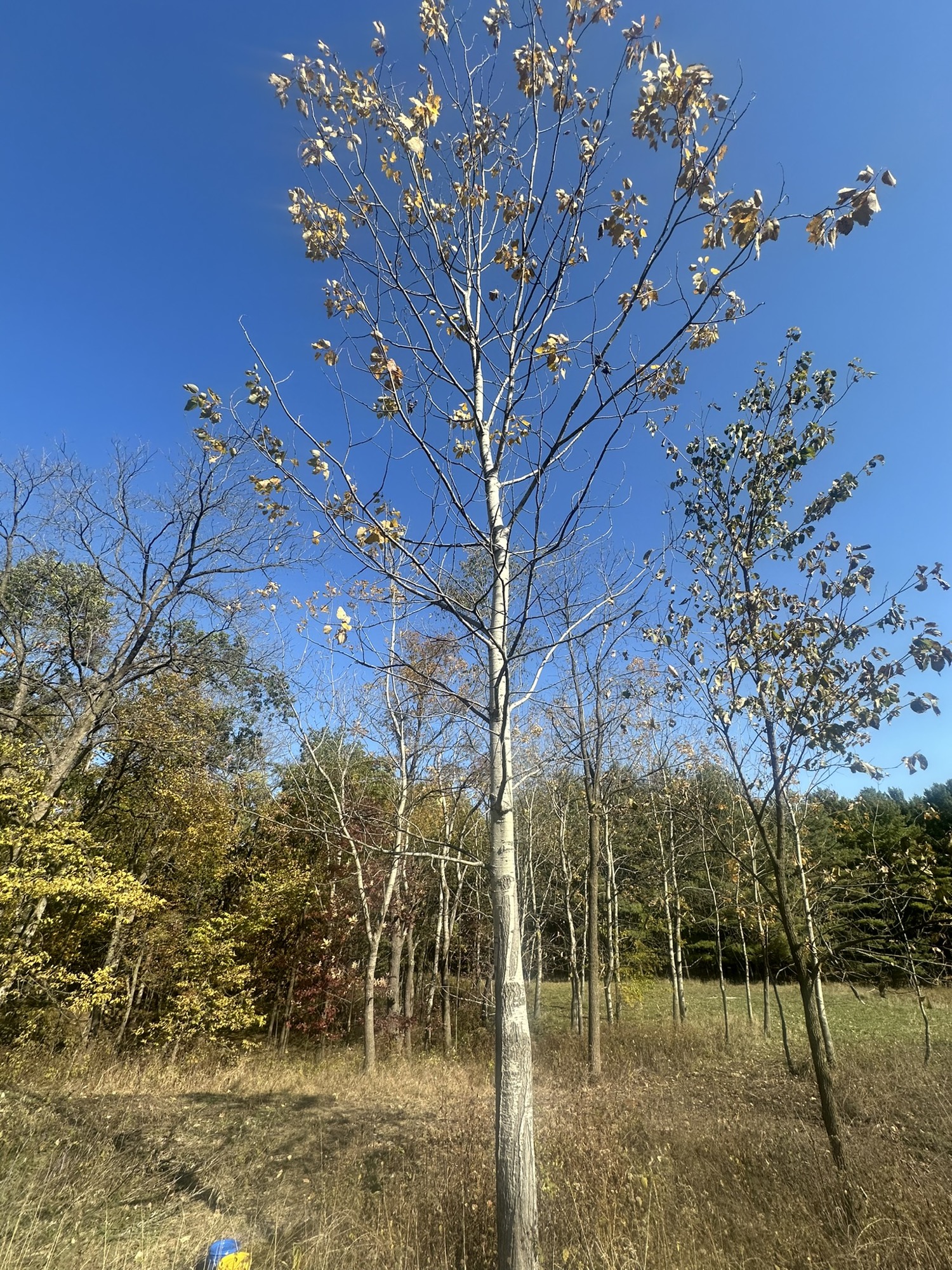 Tree #15, a living poplar at Lapham Peak