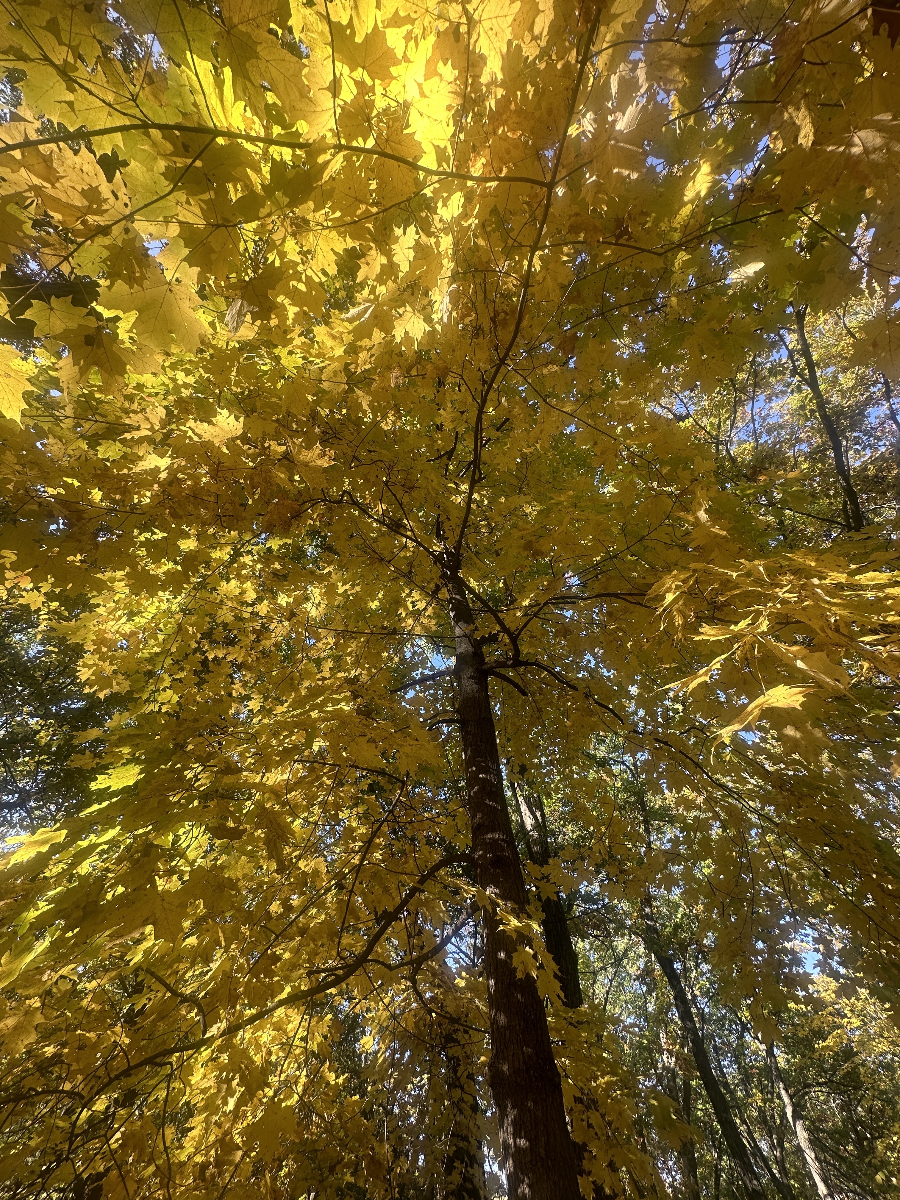 Tree #16, a living sugar maple at Lapham Peak