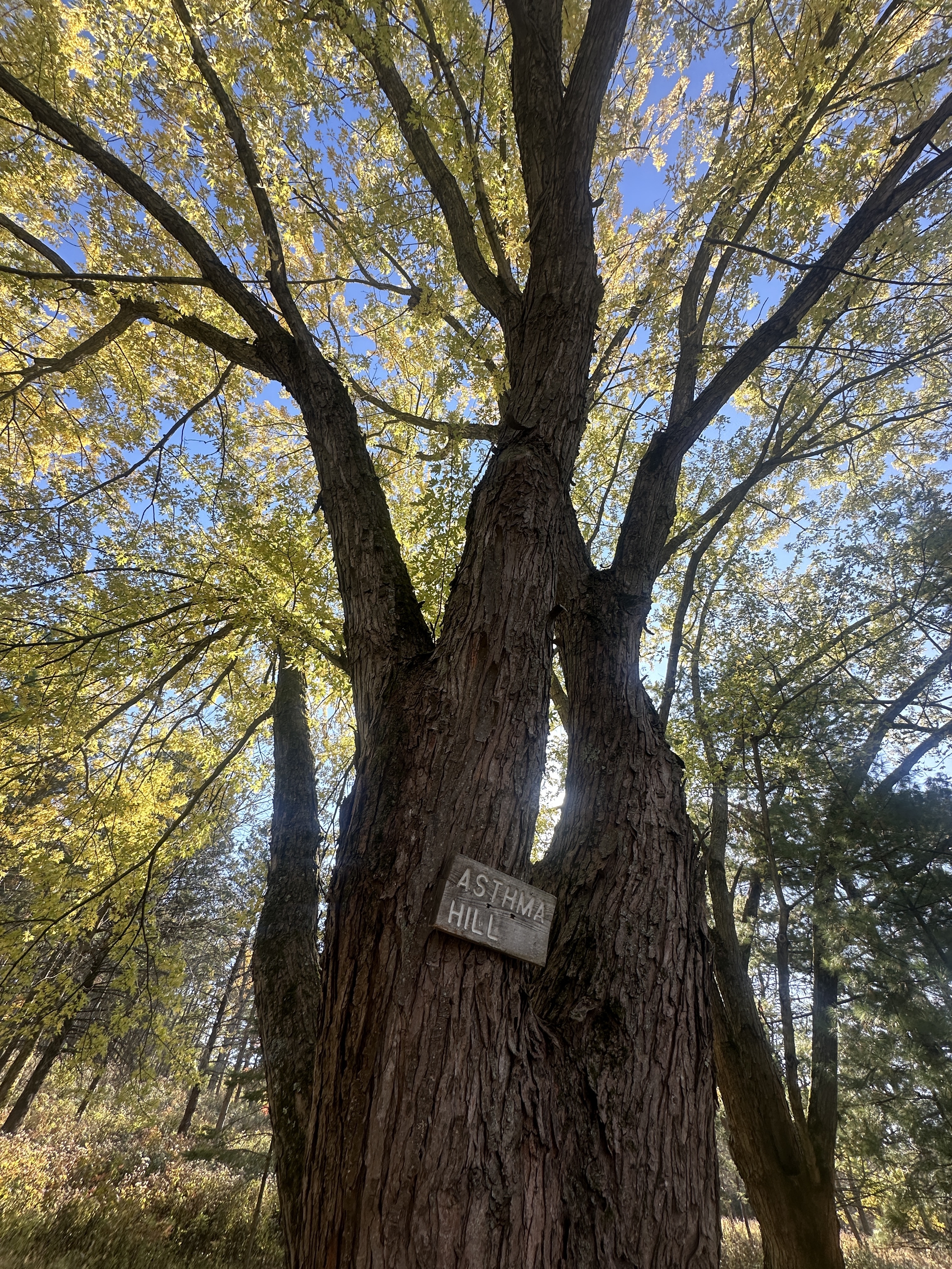 Tree #17, a living silver maple at Lapham Peak