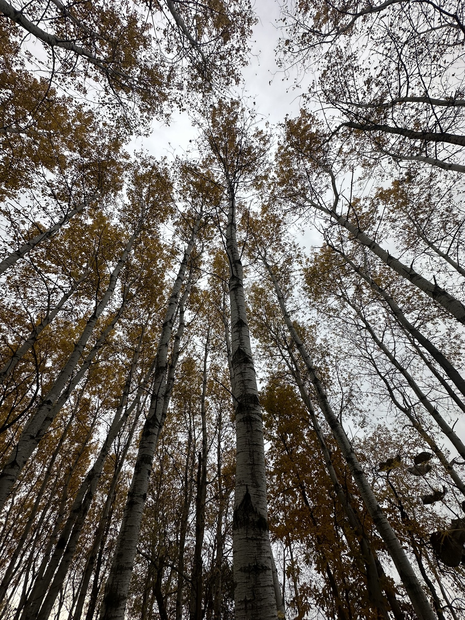 Tree #18, a living poplar at Lapham Peak