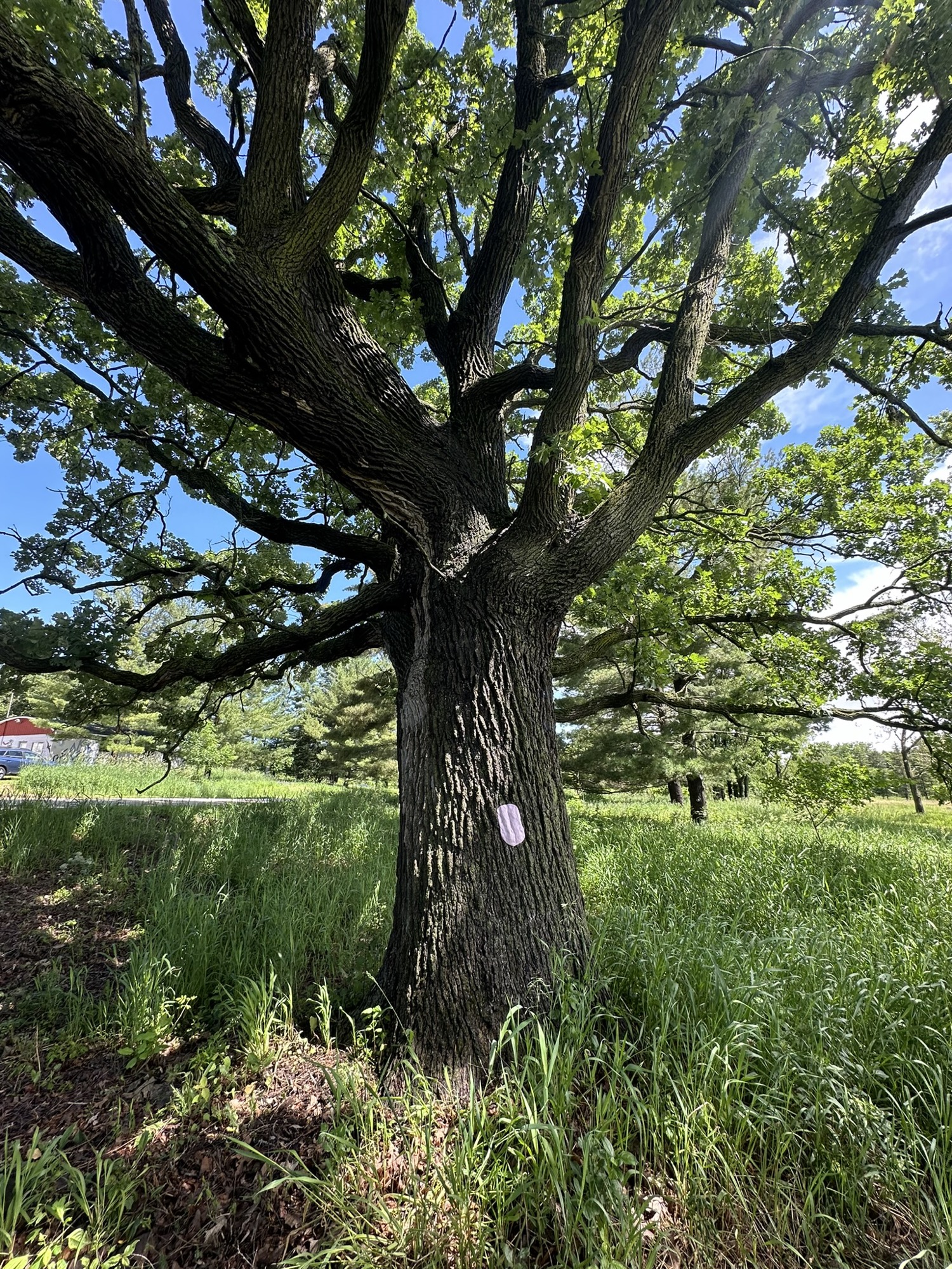 Tree #19, a living oak at Lapham Peak