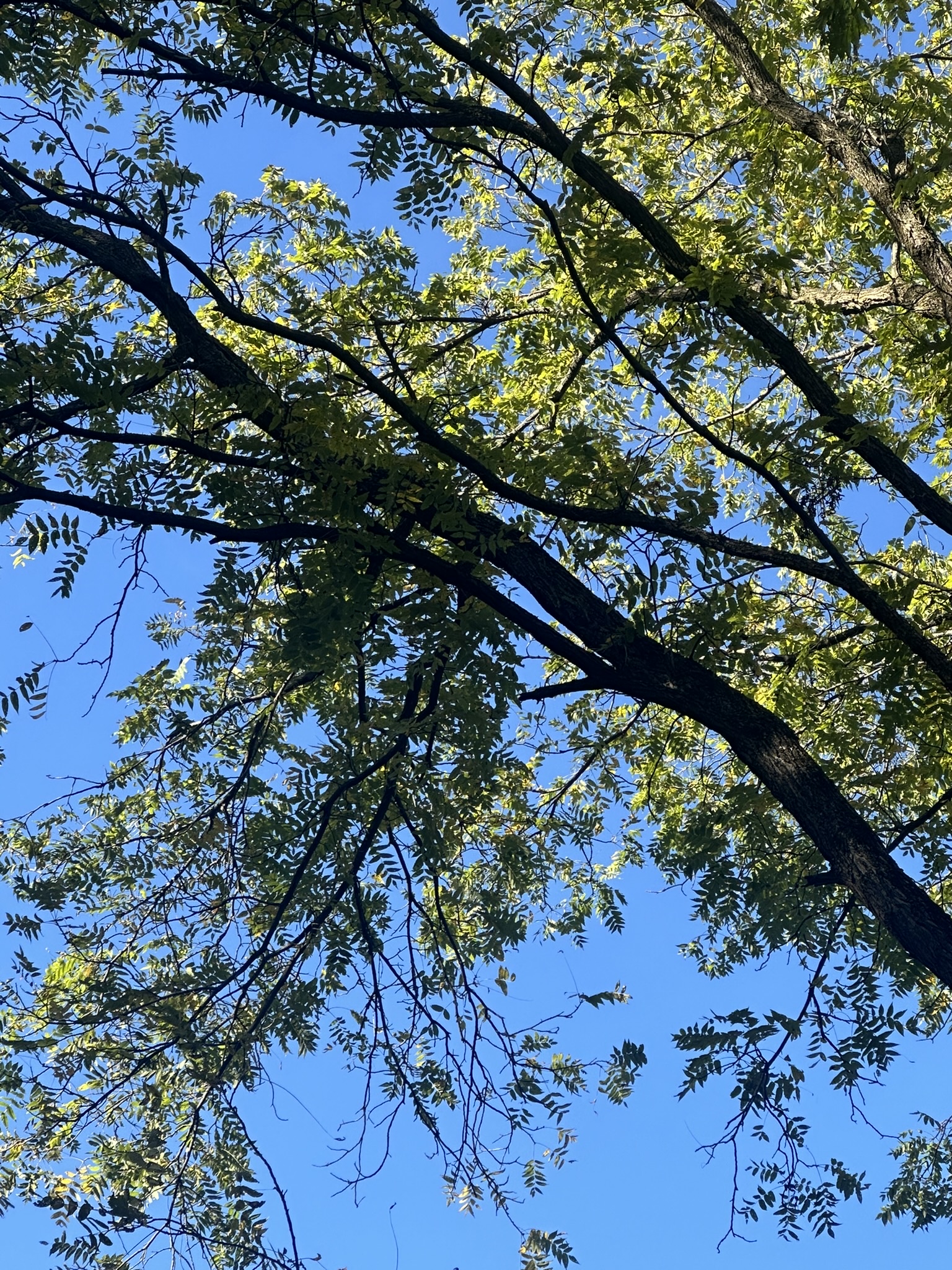 Looking up into the black walnut's canopy, its compound leaves lit by afternoon sun against a deep blue sky.